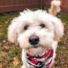 Load image into Gallery viewer, Reversible Pet Bandana “Red Camo”
